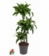 Dracaena