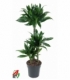 Dracaena