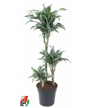 Dracaena