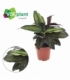 Calathea