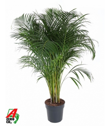 Dypsis