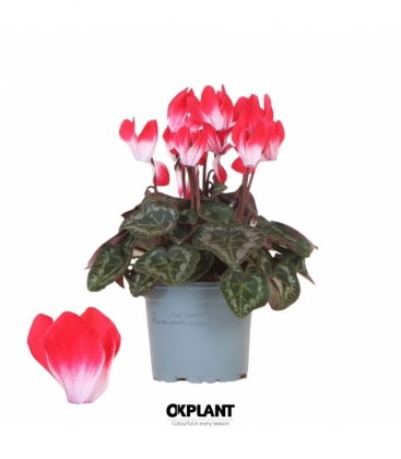Cyclamen