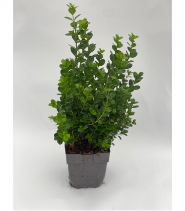 Buxus