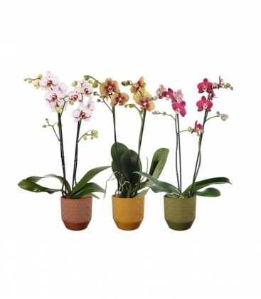 Phalaenopsis