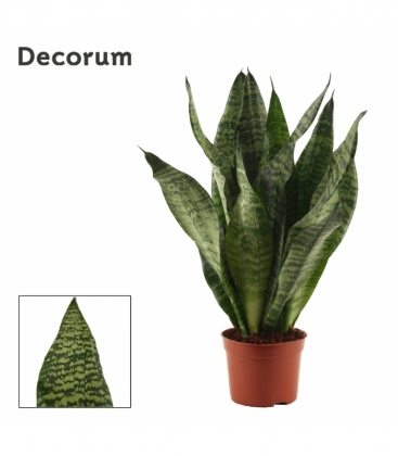 Sansevieria