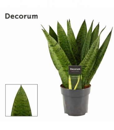 Sansevieria
