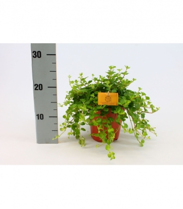 Peperomia