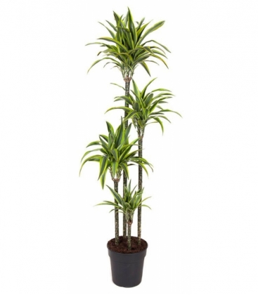 Dracaena