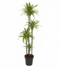 Dracaena