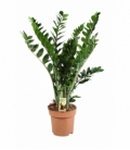 Zamioculcas