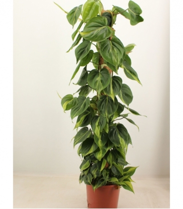 Philodendron