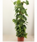 Philodendron
