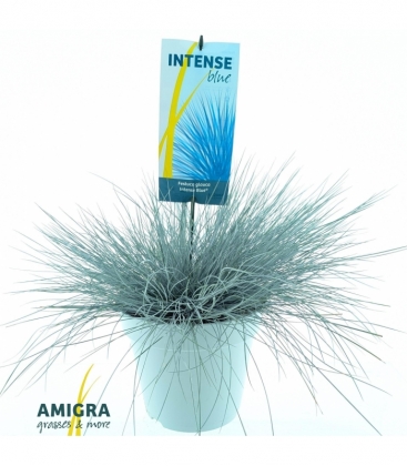 Festuca