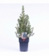 Picea