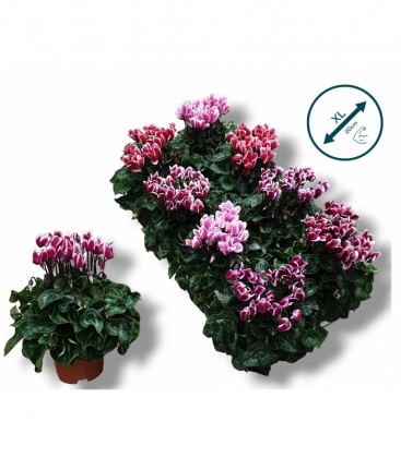 Cyclamen