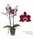 Phalaenopsis