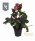 Helleborus
