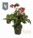 Helleborus