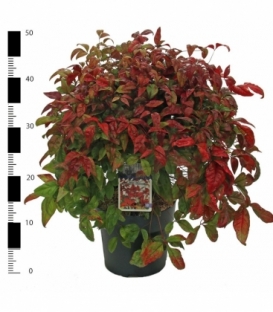 Nandina