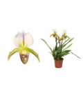 Paphiopedilum