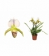 Paphiopedilum
