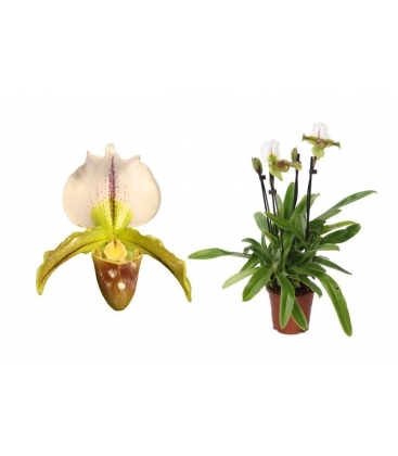 Paphiopedilum