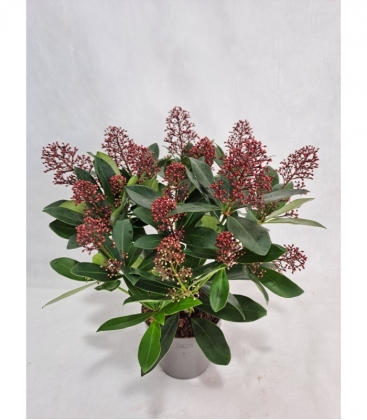 Skimmia