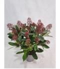 Skimmia