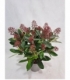 Skimmia