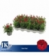 Dianthus