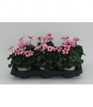 Cyclamen