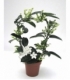 Stephanotis