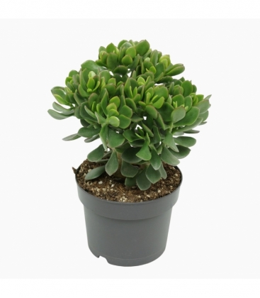 Crassula