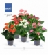 Anthurium