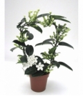 Stephanotis