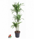 Dracaena