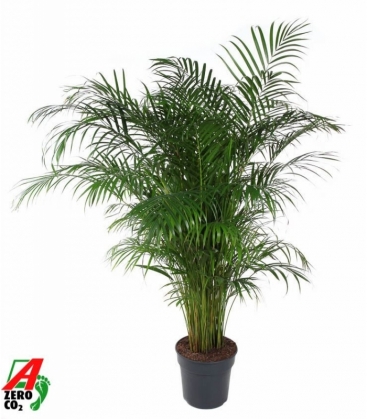 Dypsis