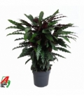 Calathea