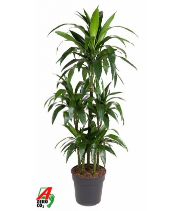 Dracaena
