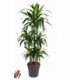 Dracaena