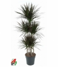 Dracaena