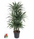 Dracaena