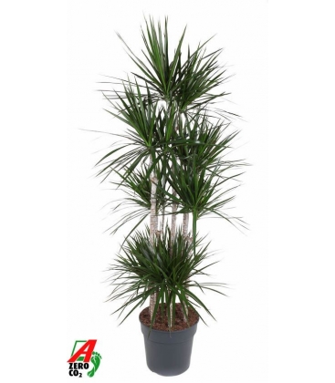 Dracaena