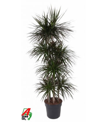 Dracaena