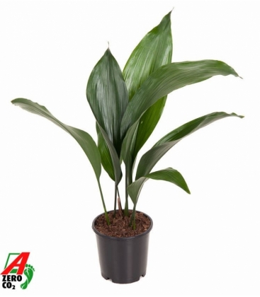 Aspidistra