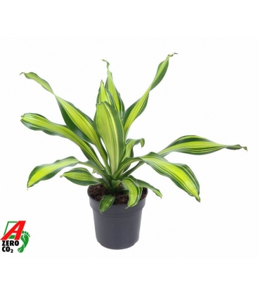 Dracaena