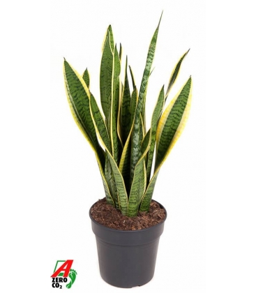 Sansevieria