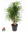 Dracaena