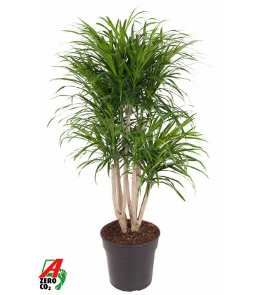 Dracaena