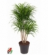 Dracaena
